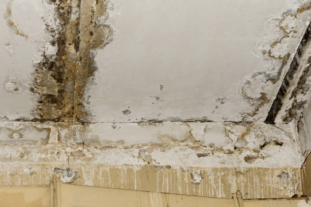  Arcadia, FL Mold Inspection, Removal & Remediation Pros